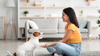 これだけはしつけたい！犬の基本的しつけ4選