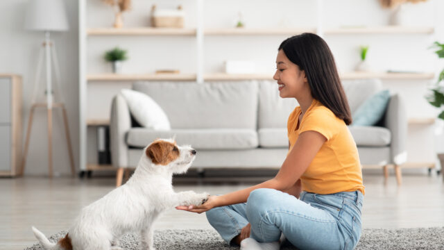 これだけはしつけたい!犬の基本的しつけ4選