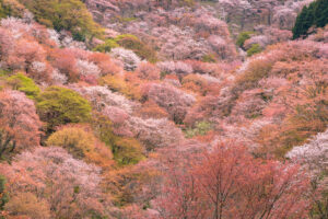 第1位 吉野山(奈良県)