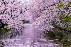 第2位 弘前公園(青森県)