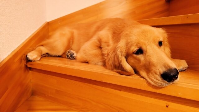 愛犬の留守番中の「寂しさ」を「安心」に変える環境づくりの完全ガイド｜忙しいビジネスパーソンのための7つのコツ