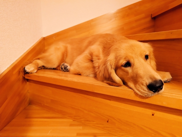 愛犬の留守番中の「寂しさ」を「安心」に変える環境づくりの完全ガイド｜忙しいビジネスパーソンのための7つのコツ