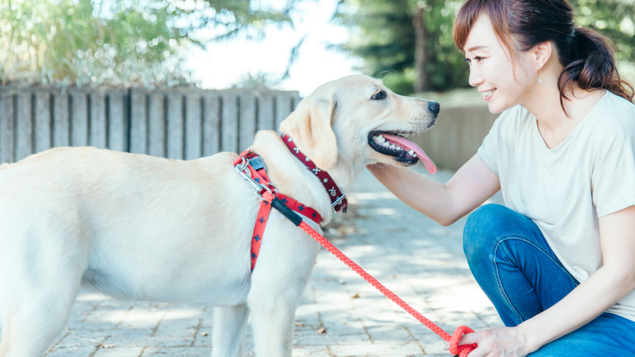一人暮らしで犬を飼うのは無理じゃない!残業も緊急時も怖くない「外部サービス」活用完全ガイド——ペットシッター・犬の保育園・夜間病院の賢い選び方