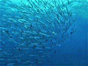 ブラックフィンバラクーダ