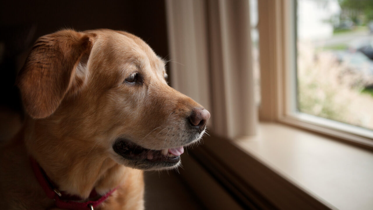 一人暮らしの犬に多い「分離不安」を防ぐ完全ガイド——「行ってきます」の儀式をやめるだけで愛犬が変わる理由と実践法