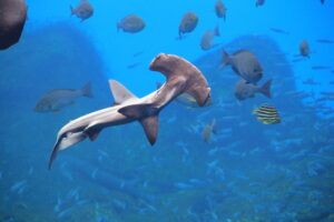 ハンマーヘッドシャーク