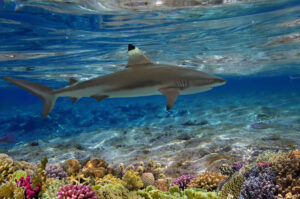 オグロメジロザメ