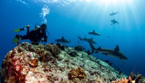 カレントフックでサメ