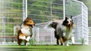 一人暮らしで犬の社会性を育てる｜ドッグランの上手な活用法と段階的アプローチ完全ガイド
