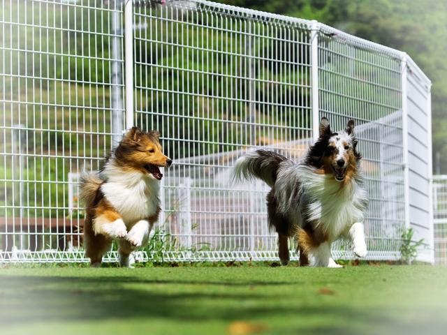 一人暮らしで犬の社会性を育てる|ドッグランの上手な活用法と段階的アプローチ完全ガイド