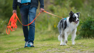 犬の散歩は時間より「質」が9割｜一人暮らしでも15分で愛犬を満足させる方法