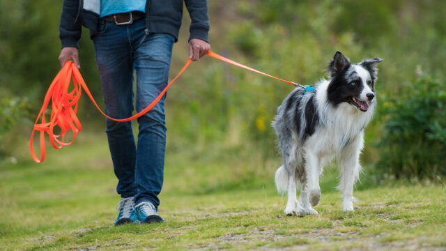 犬の散歩は時間より「質」が9割｜一人暮らしでも15分で愛犬を満足させる方法