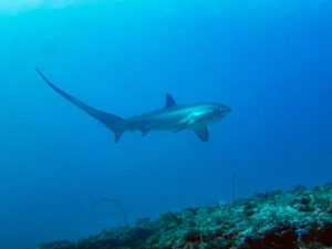 Thresher Shark