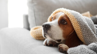 あなたに何かあった時、愛犬はどうなる？一人暮らしのための犬の引き継ぎノート完全ガイド