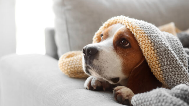 あなたに何かあった時、愛犬はどうなる？一人暮らしのための犬の引き継ぎノート完全ガイド