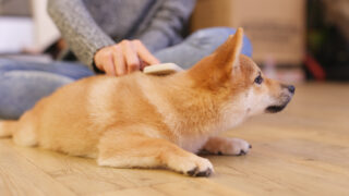 「量より質」で愛犬との絆を深める——忙しい一人暮らし40・50代のための質の高いスキンシップ完全ガイド