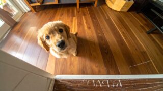 「ペット可物件」だから安心は危険|一人暮らしで犬を飼う前に賃貸契約書で確認すべき全チェックポイント完全ガイド
