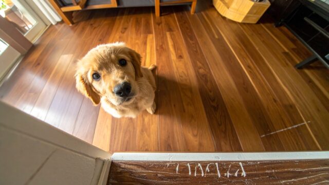 「ペット可物件」だから安心は危険｜一人暮らしで犬を飼う前に賃貸契約書で確認すべき全チェックポイント完全ガイド