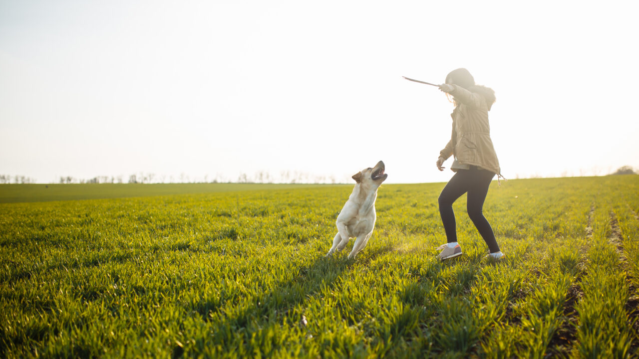 週末の「まとめ行動」はNG?一人暮らし×愛犬のための休日マイルール