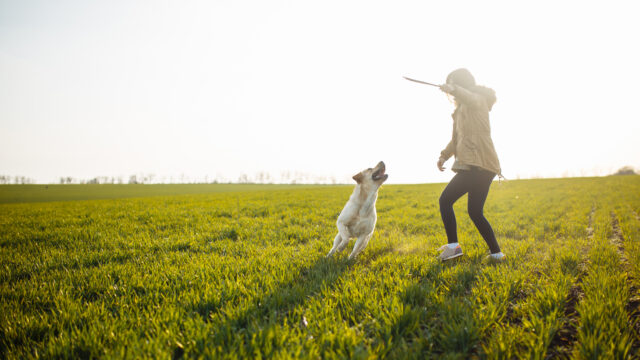 週末の「まとめ行動」はNG?一人暮らし×愛犬のための休日マイルール
