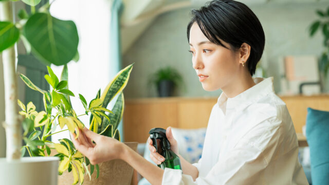 観葉植物がもたらす、驚きの疲労回復効果とは?